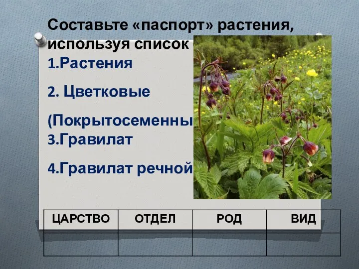 Составьте «паспорт» растения, используя список слов: 1.Растения 2. Цветковые (Покрытосеменные) 3.Гравилат 4.Гравилат речной