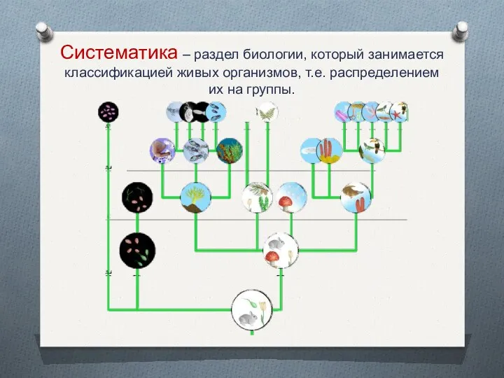 Систематика – раздел биологии, который занимается классификацией живых организмов, т.е. распределением их на группы.