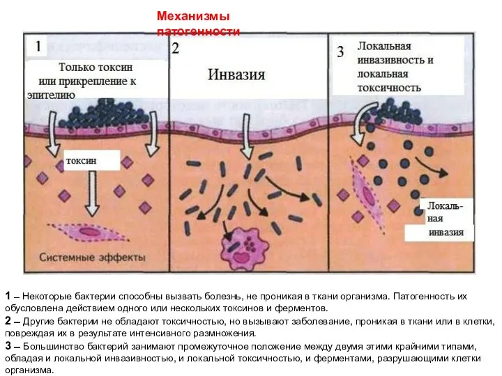 Механизмы патогенности 1 ̶ Некоторые бактерии способны вызвать болезнь, не