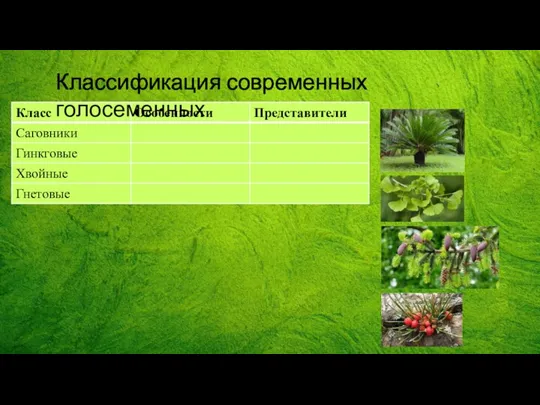 Классификация современных голосеменных