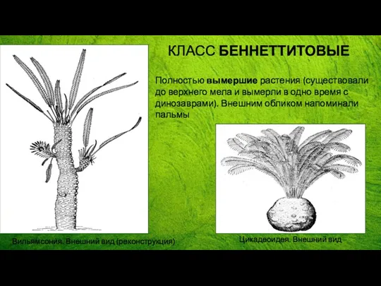 Полностью вымершие растения (существовали до верхнего мела и вымерли в