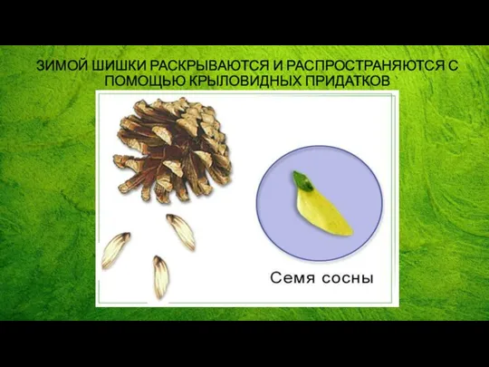 ЗИМОЙ ШИШКИ РАСКРЫВАЮТСЯ И РАСПРОСТРАНЯЮТСЯ С ПОМОЩЬЮ КРЫЛОВИДНЫХ ПРИДАТКОВ