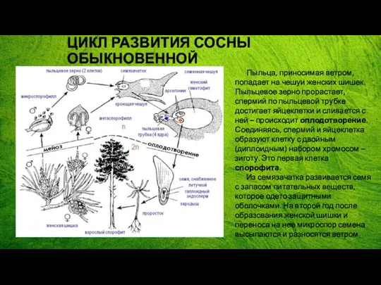 ЦИКЛ РАЗВИТИЯ СОСНЫ ОБЫКНОВЕННОЙ Пыльца, приносимая ветром, попадает на чешуи