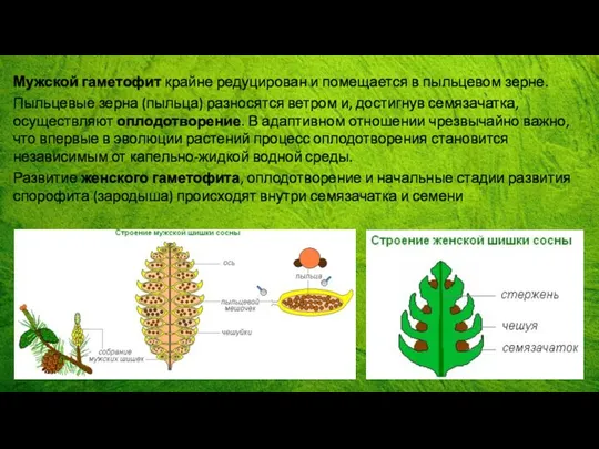 Мужской гаметофит крайне редуцирован и помещается в пыльцевом зерне. Пыльцевые