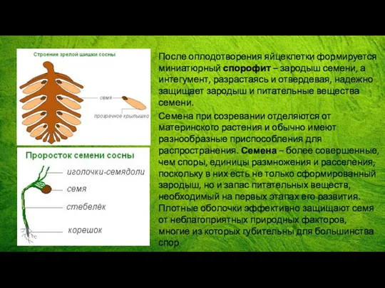 После оплодотворения яйцеклетки формируется миниатюрный спорофит – зародыш семени, а