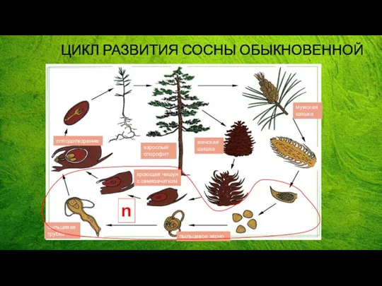 ЦИКЛ РАЗВИТИЯ СОСНЫ ОБЫКНОВЕННОЙ взрослый спорофит мужская шишка женская шишка