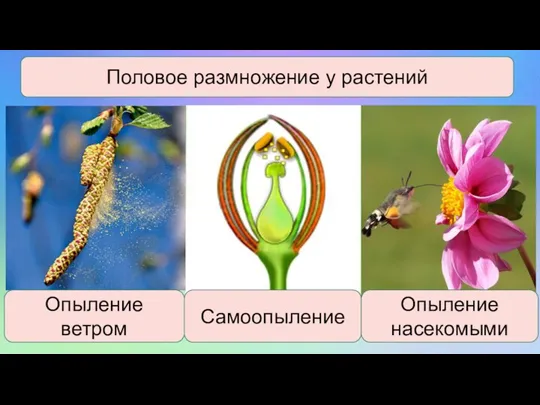 Половое размножение у растений Опыление ветром Самоопыление Опыление насекомыми