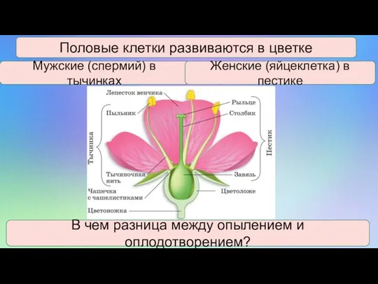 Половые клетки развиваются в цветке Мужские (спермий) в тычинках Женские