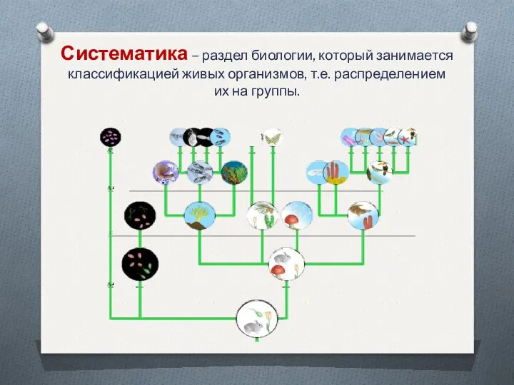 Систематика – раздел биологии, который занимается классификацией живых организмов, т.е. распределением их на группы.