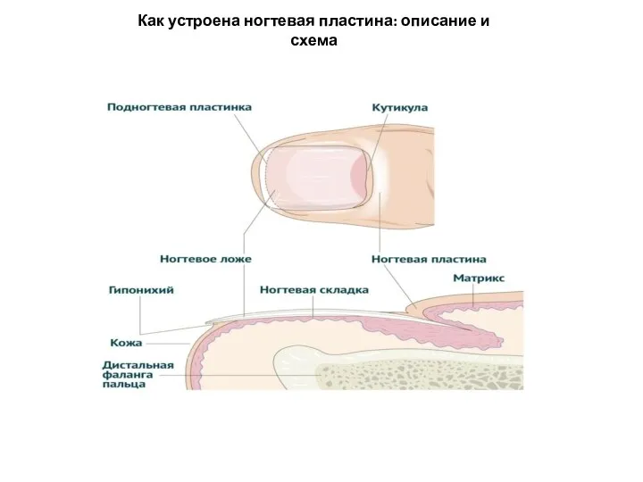 Как устроена ногтевая пластина: описание и схема