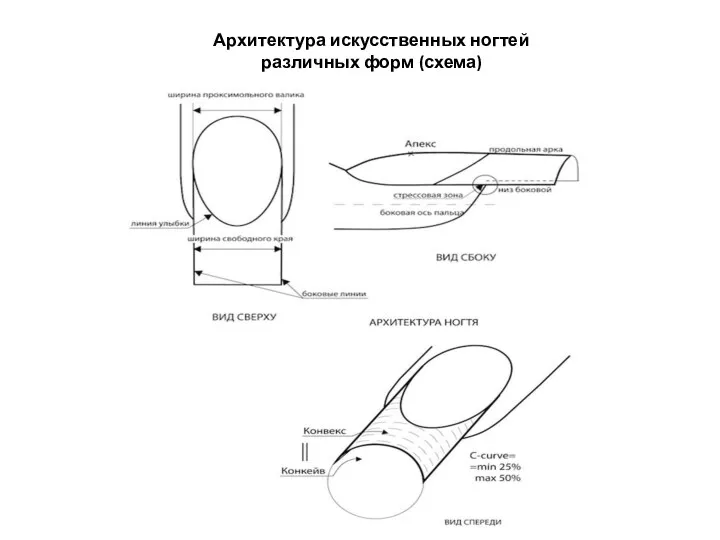 Архитектура искусственных ногтей различных форм (схема)