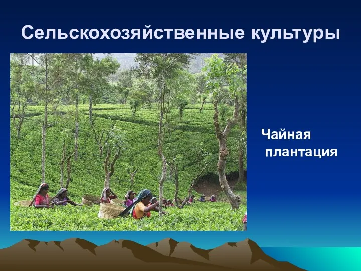 Сельскохозяйственные культуры Чайная плантация