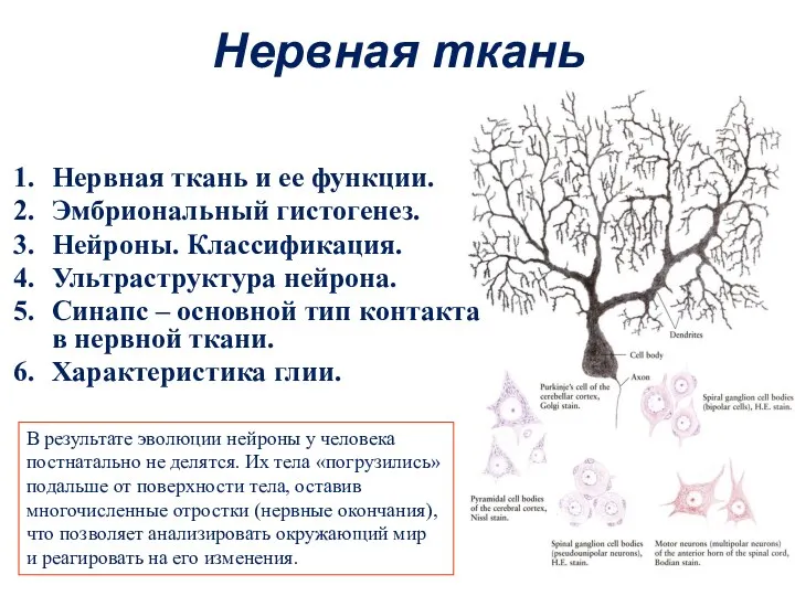 Нервная ткань Нервная ткань и ее функции. Эмбриональный гистогенез. Нейроны.