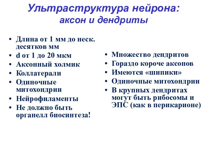 Ультраструктура нейрона: аксон и дендриты Длина от 1 мм до