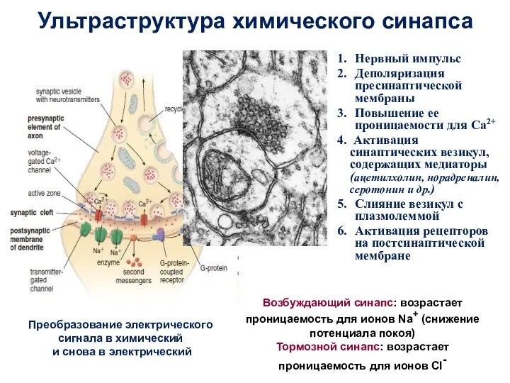 Ультраструктура химического синапса Нервный импульс Деполяризация пресинаптической мембраны Повышение ее