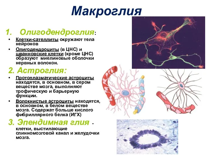 Макроглия Олигодендроглия: Клетки-сателлиты окружают тела нейронов Олигодендроциты (в ЦНС) и