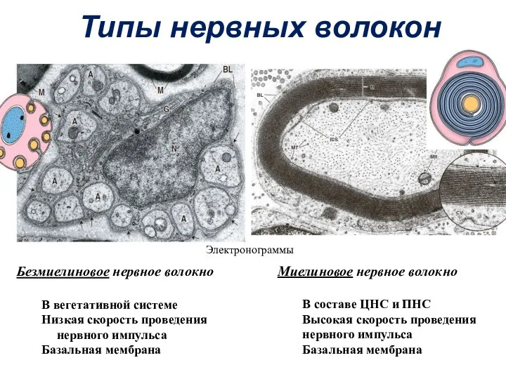 Типы нервных волокон Безмиелиновое нервное волокно В вегетативной системе Низкая