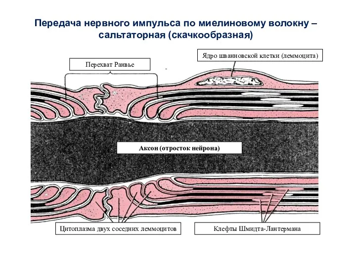 Передача нервного импульса по миелиновому волокну – сальтаторная (скачкообразная)