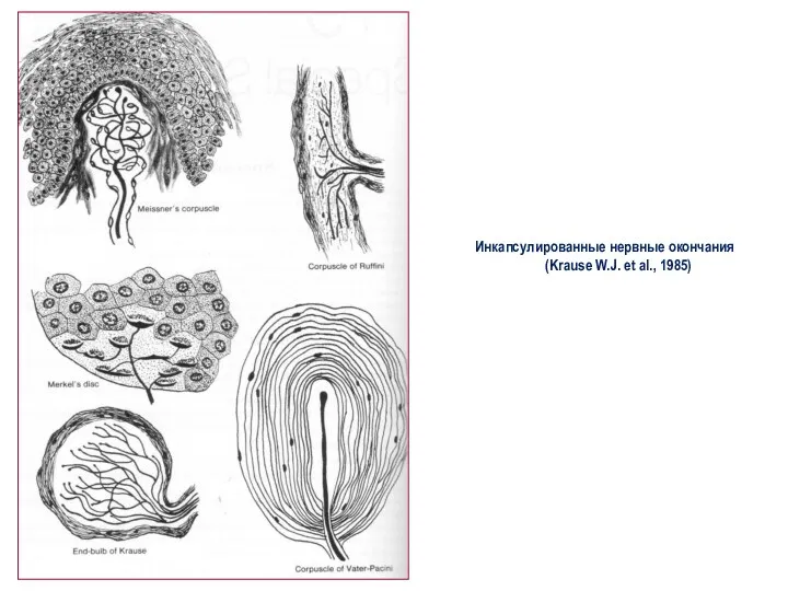 Инкапсулированные нервные окончания (Krause W.J. et al., 1985)