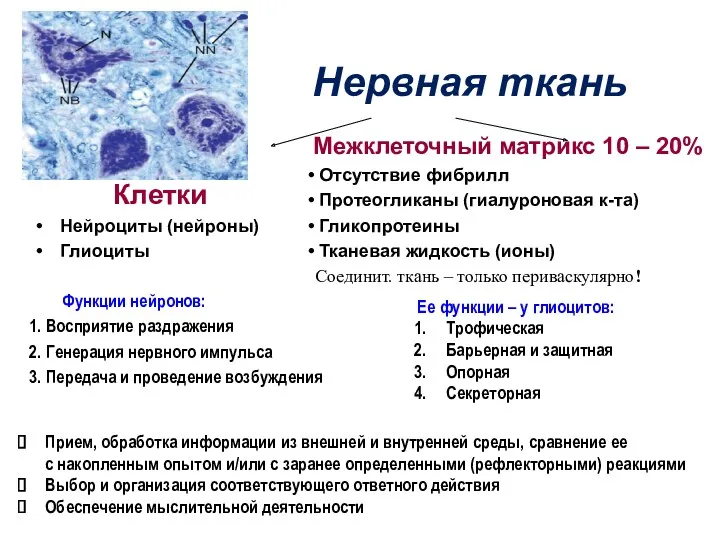 Нервная ткань Клетки Нейроциты (нейроны) Глиоциты Функции нейронов: 1. Восприятие