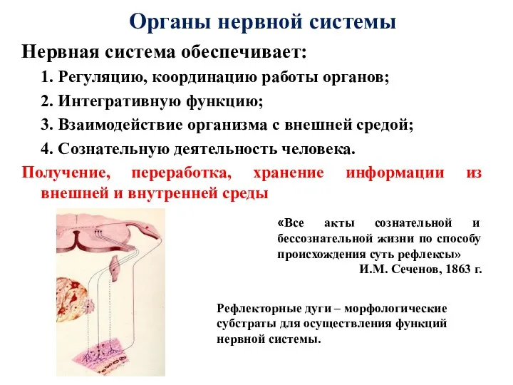 Органы нервной системы Нервная система обеспечивает: 1. Регуляцию, координацию работы