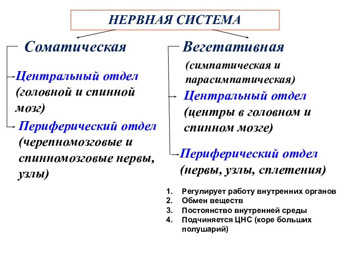 НЕРВНАЯ СИСТЕМА Соматическая Вегетативная Центральный отдел (головной и спинной мозг)