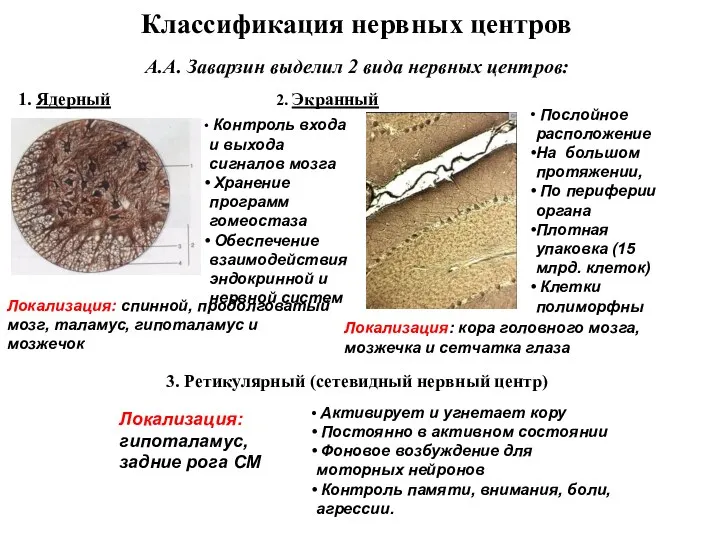 Классификация нервных центров А.А. Заварзин выделил 2 вида нервных центров: