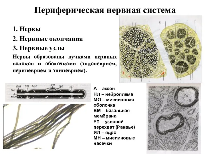 Периферическая нервная система 1. Нервы 2. Нервные окончания 3. Нервные