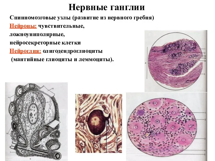 Нервные ганглии Спинномозговые узлы (развитие из нервного гребня) Нейроны: чувствительные,