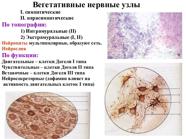 Вегетативные нервные узлы I. симпатические II. парасимпатические По топографии: 1)