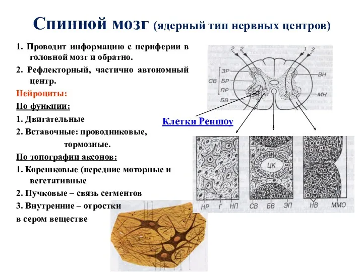 Спинной мозг (ядерный тип нервных центров) 1. Проводит информацию с