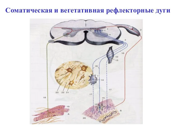 Соматическая и вегетативная рефлекторные дуги