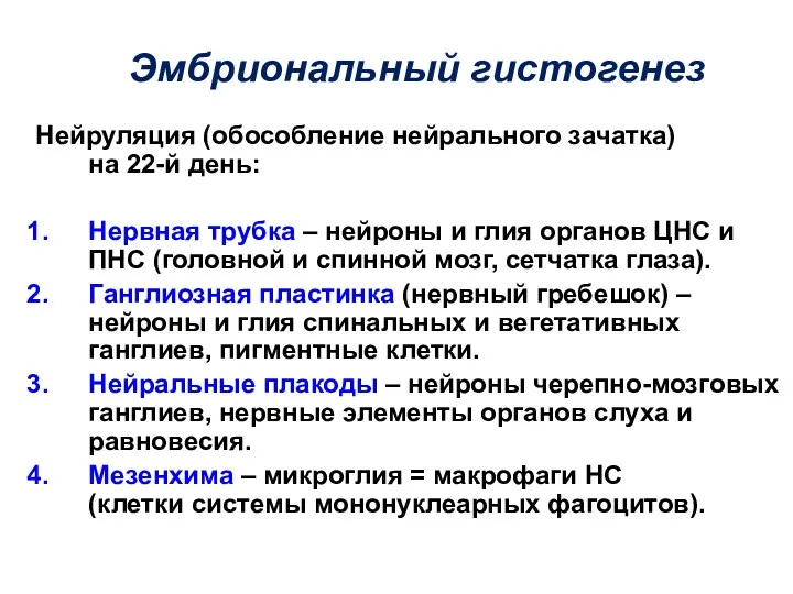 Эмбриональный гистогенез Нейруляция (обособление нейрального зачатка) на 22-й день: Нервная