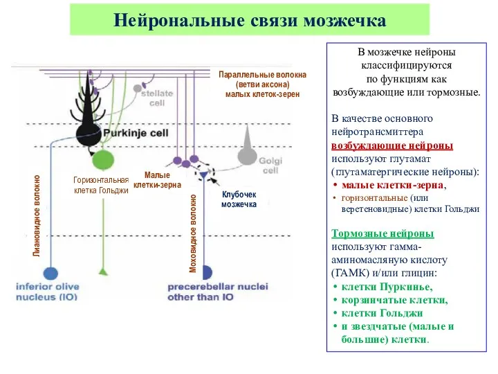 В мозжечке нейроны классифицируются по функциям как возбуждающие или тормозные.