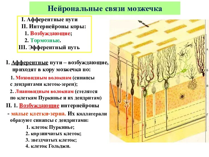 I. Афферентные пути II. Интернейроны коры: 1. Возбуждающие; 2. Тормозные.