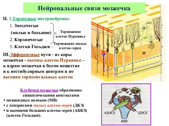 II. 2.Тормозные интернейроны: 1. Звездчатые (малые и большие) 2. Корзинчатые