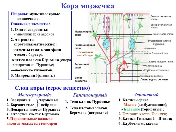 Кора мозжечка Нейроны: мультиполярные вставочные. Глиальные элементы: 1. Олигодендроциты: -