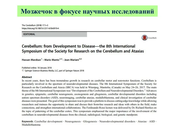 Мозжечок в фокусе научных исследований
