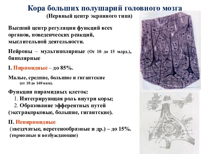 Кора больших полушарий головного мозга (Нервный центр экранного типа) Высший