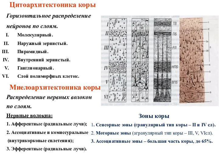 Цитоархитектоника коры Горизонтальное распределение нейронов по слоям. Молекулярный. Наружный зернистый.