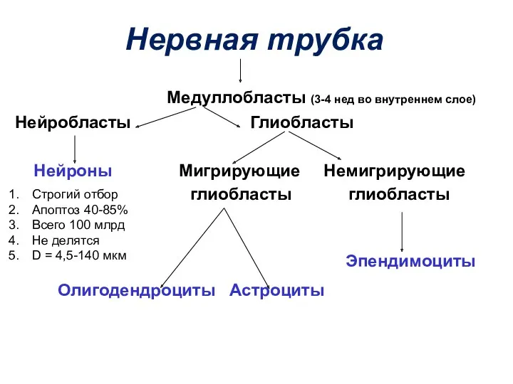 Нервная трубка Медуллобласты (3-4 нед во внутреннем слое) Нейробласты Глиобласты