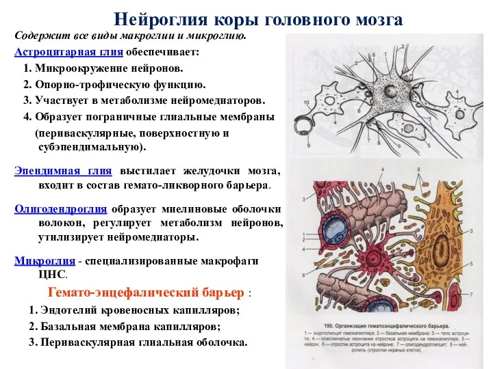 Нейроглия коры головного мозга Содержит все виды макроглии и микроглию.