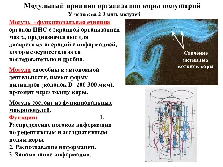 Модуль - функциональная единица органов ЦНС с экранной организацией мозга,