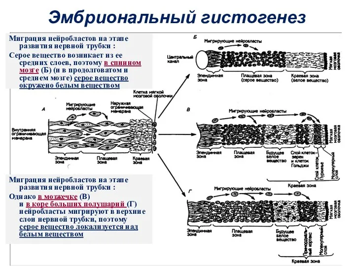 Эмбриональный гистогенез Миграция нейробластов на этапе развития нервной трубки :