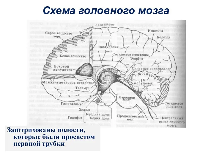 Схема головного мозга Заштрихованы полости, которые были просветом нервной трубки