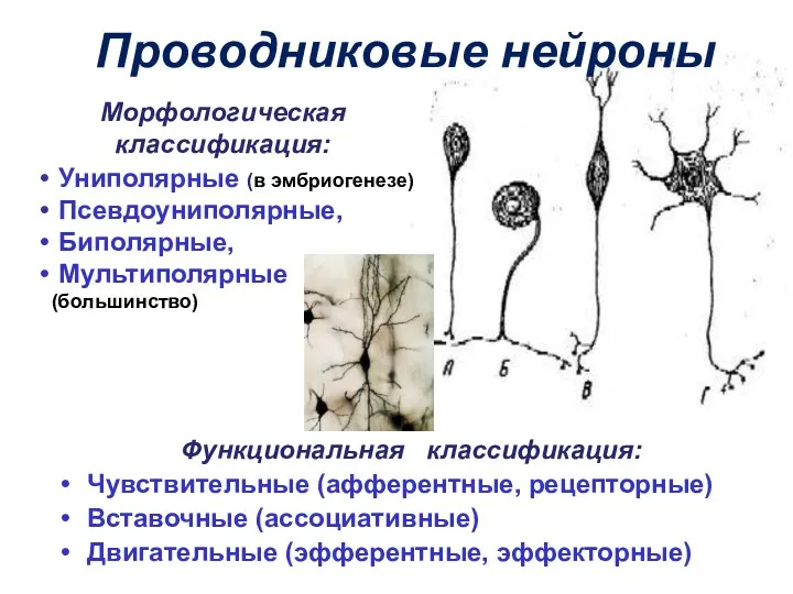 Проводниковые нейроны Морфологическая классификация: Униполярные (в эмбриогенезе) Псевдоуниполярные, Биполярные, Мультиполярные