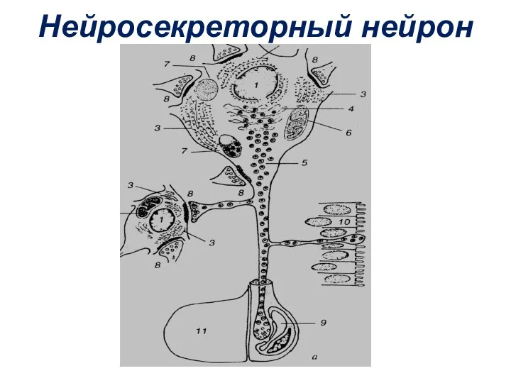 Нейросекреторный нейрон