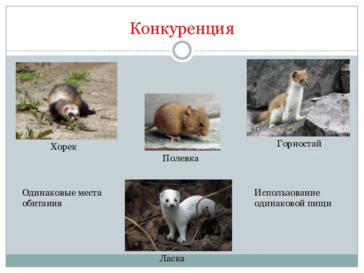 Конкуренция Хорек Горностай Полевка Ласка Одинаковые места обитания Использование одинаковой пищи