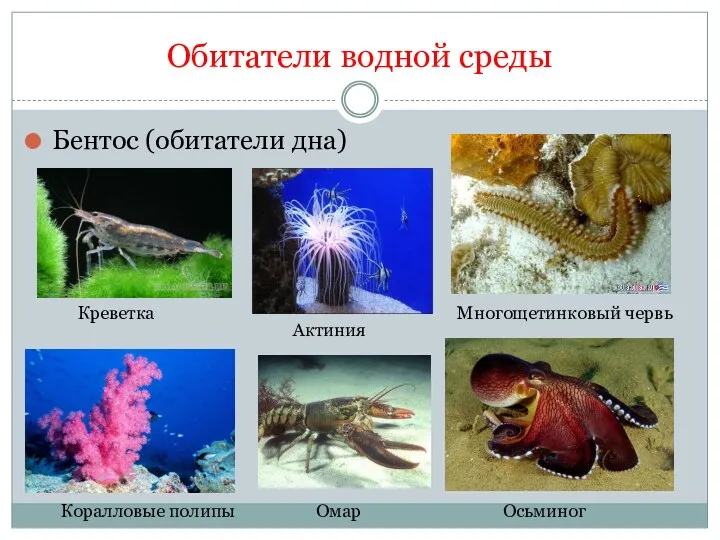 Обитатели водной среды Бентос (обитатели дна) Многощетинковый червь Креветка Коралловые полипы Актиния Осьминог Омар