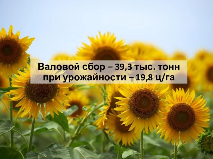 Валовой сбор – 39,3 тыс. тонн при урожайности – 19,8 ц/га